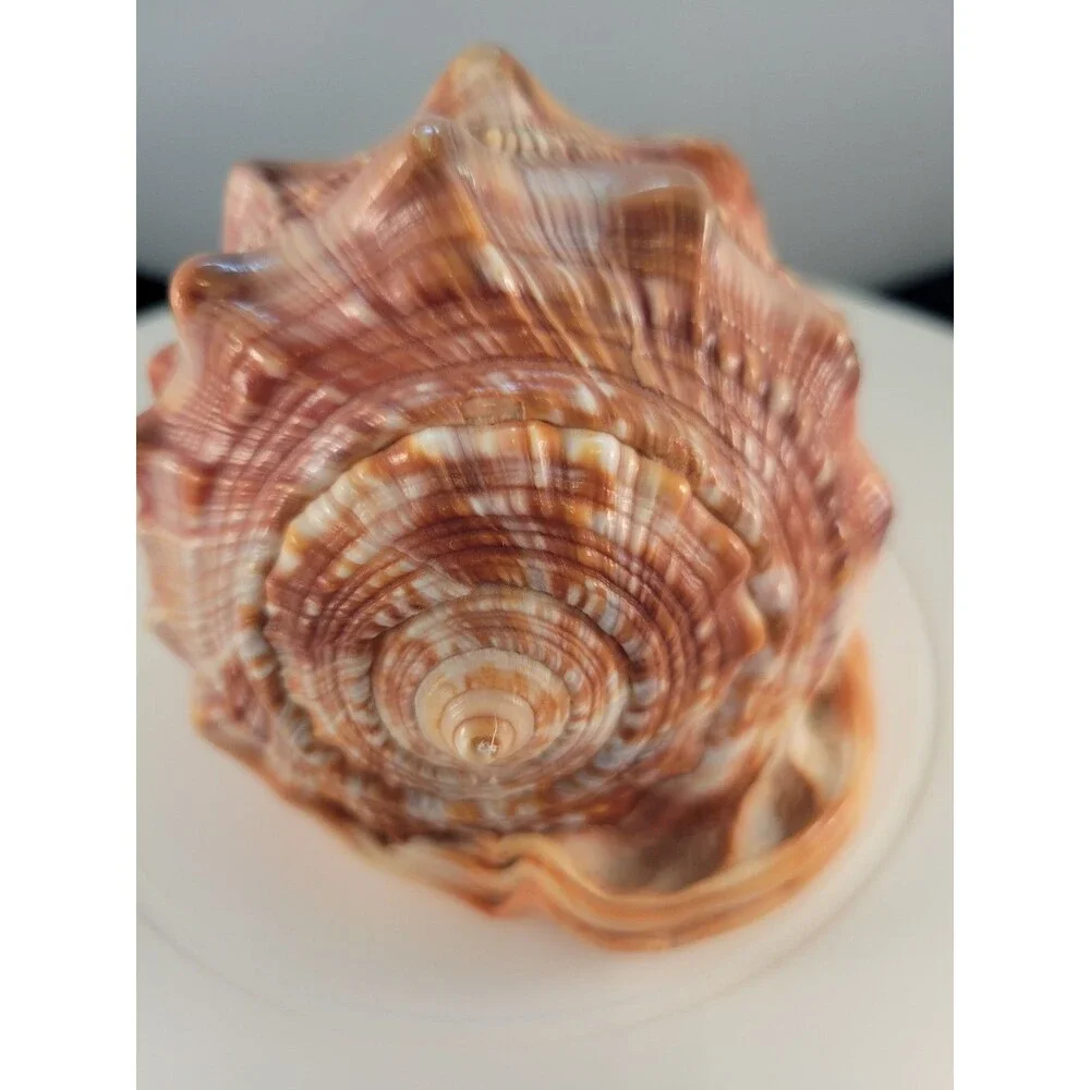 Italian Carved Woman's Cameo Conch Shell, Seashell, Long Hair - Picture 4 of 5
